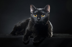 British black cat