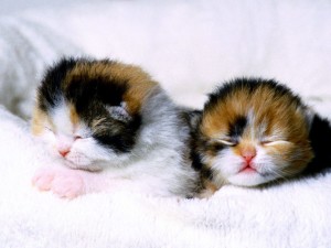 Scottish Fold Kittens