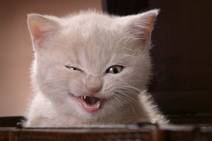 tombul kedi
